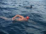 Стая дельфинов спасла английского пловца от акулы